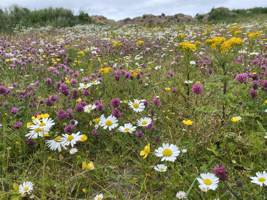 Wild flowers on North Uist machair, Outer Hebrides